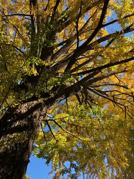 田無神社の自然