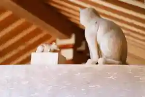 温泉山 安楽寺(四国霊場第六番札所)の狛犬(2022年02月22日(火) 21時34分14秒投稿)