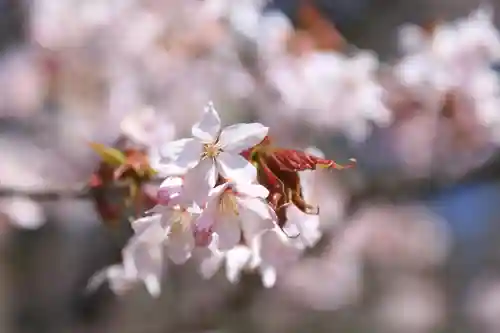 有珠善光寺の自然