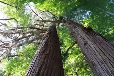 中津川神社の自然