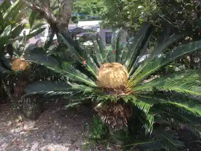 高千穂神社の自然