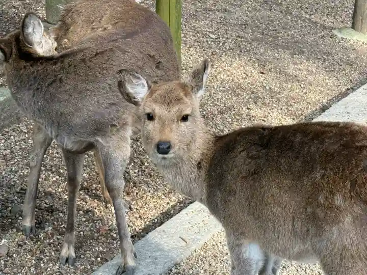 春日大社の{uncategorized: "未分類", other: "その他", undefined: "問題あり", building: "その他建物", grave: "お墓", sacred_gate: "鳥居", guardian: "狛犬", statue: "像", buddha: "仏像", history: "歴史", nature: "自然", garden: "庭園", animal: "動物", pagoda: "塔", temizu: "手水舎", mountain_gate: "山門・神門", sanctuary: "本殿・本堂", subordinate: "末社・摂社", art: "芸術", scenery: "景色", jizo: "地蔵", ema: "絵馬", goshuin: "御朱印", omikuji: "おみくじ", items: "授与品その他", amulet: "お守り", goshuincho: "御朱印帳", eats: "食事", festival: "お祭り", votive_dance: "神楽", shichigosan: "七五三参", wedding: "結婚式", experience: "体験その他", initially: "初詣", around: "周辺", anti_infection: "感染症対策"}