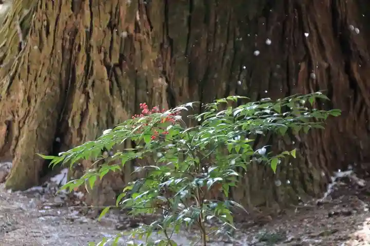 鹿島大神宮の自然