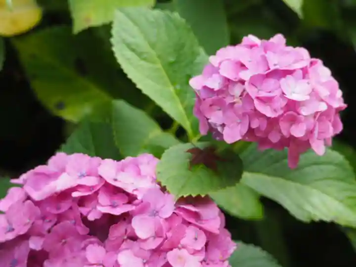 長壽寺(長寿寺)の自然
