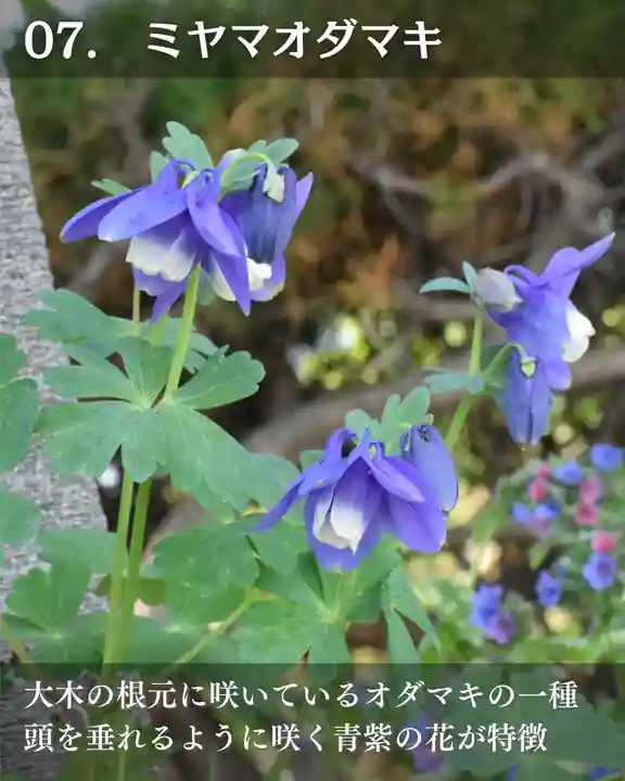 宝光寺(北海道)