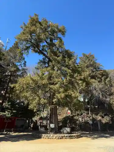 駒込富士神社(東京都)