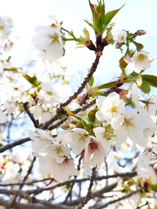旗上弁財天社の{uncategorized: "未分類", other: "その他", undefined: "問題あり", building: "その他建物", grave: "お墓", sacred_gate: "鳥居", guardian: "狛犬", statue: "像", buddha: "仏像", history: "歴史", nature: "自然", garden: "庭園", animal: "動物", pagoda: "塔", temizu: "手水舎", mountain_gate: "山門・神門", sanctuary: "本殿・本堂", subordinate: "末社・摂社", art: "芸術", scenery: "景色", jizo: "地蔵", ema: "絵馬", goshuin: "御朱印", omikuji: "おみくじ", items: "授与品その他", amulet: "お守り", goshuincho: "御朱印帳", eats: "食事", festival: "お祭り", votive_dance: "神楽", shichigosan: "七五三参", wedding: "結婚式", experience: "体験その他", initially: "初詣", around: "周辺", anti_infection: "感染症対策"}