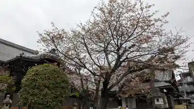 妙傳寺(京都府)