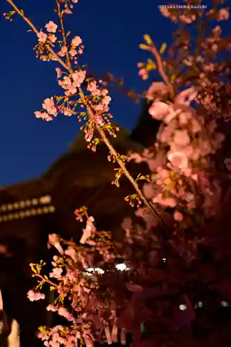 桜神宮(東京都)