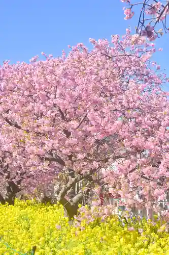 川津来宮神社(静岡県)