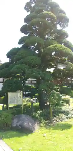 林泉寺(埼玉県)