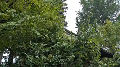 大木白山社の自然