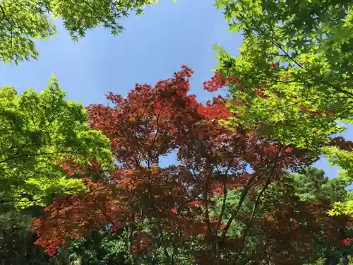 高桐院の景色