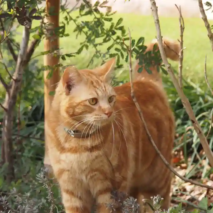天王山 安楽寺(福井県)