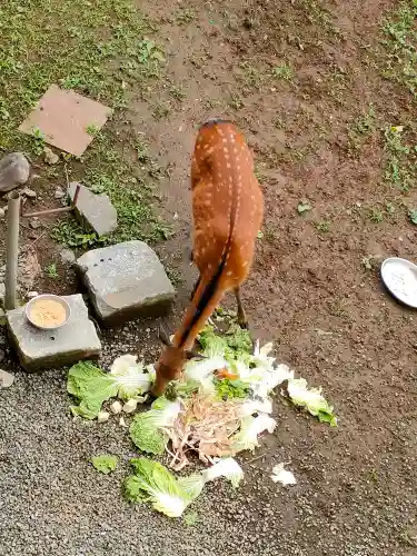 三峯神社の{uncategorized: "未分類", other: "その他", undefined: "問題あり", building: "その他建物", grave: "お墓", sacred_gate: "鳥居", guardian: "狛犬", statue: "像", buddha: "仏像", history: "歴史", nature: "自然", garden: "庭園", animal: "動物", pagoda: "塔", temizu: "手水舎", mountain_gate: "山門・神門", sanctuary: "本殿・本堂", subordinate: "末社・摂社", art: "芸術", scenery: "景色", jizo: "地蔵", ema: "絵馬", goshuin: "御朱印", omikuji: "おみくじ", items: "授与品その他", amulet: "お守り", goshuincho: "御朱印帳", eats: "食事", festival: "お祭り", votive_dance: "神楽", shichigosan: "七五三参", wedding: "結婚式", experience: "体験その他", initially: "初詣", around: "周辺", anti_infection: "感染症対策"}