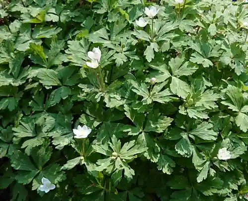 野木神社の自然
