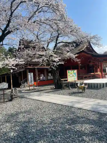 富士山本宮浅間大社(静岡県)