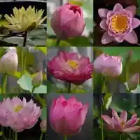 極楽山 浄土寺の自然