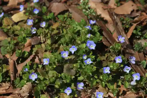 阿久津「田村神社」（郡山市阿久津町）旧社名：伊豆箱根三嶋三社の自然