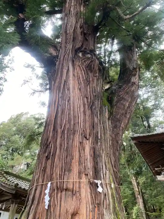 武田八幡宮(山梨県)