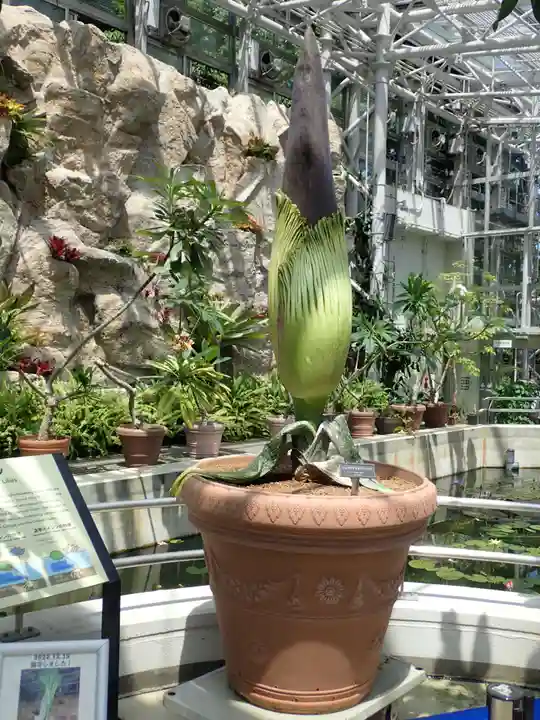 深大寺(東京都)