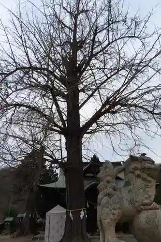 賀羅加波神社の自然