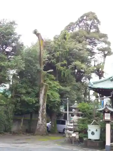高円寺天祖神社の自然