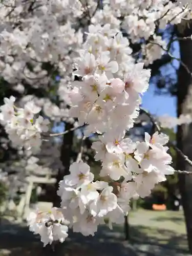 長浜八幡宮(滋賀県)