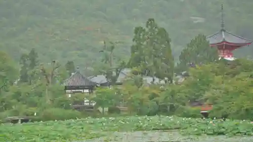 大覚寺の庭園