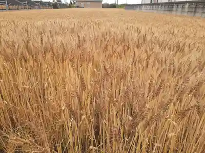 伏木香取神社(茨城県)