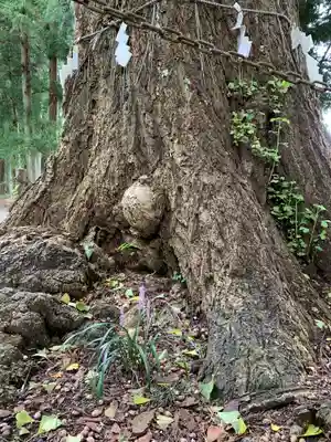 戸隠神社の自然