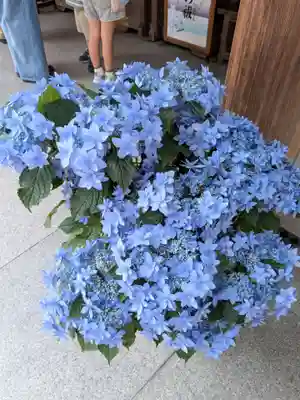 阿佐ヶ谷神明宮(東京都)
