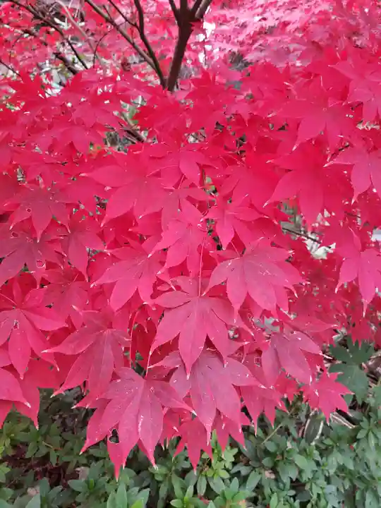 阿佐ヶ谷神明宮の自然