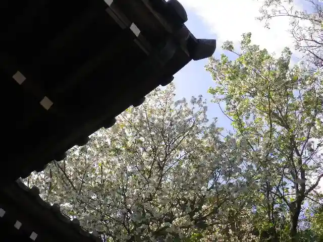 星井寺(虚空蔵堂)の自然