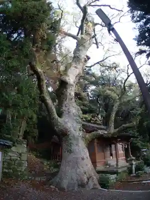 厳原八幡宮神社の自然