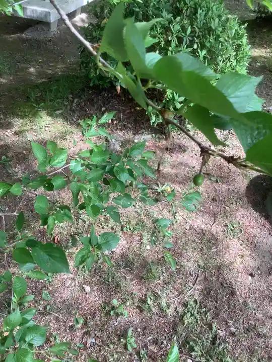 玉野御嶽神社の自然