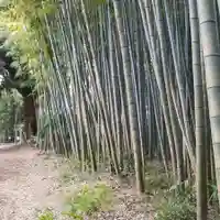 八幡神社の自然