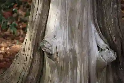 阿久津「田村神社」（郡山市阿久津町）旧社名：伊豆箱根三嶋三社の自然