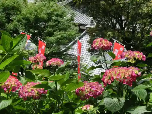 柳谷観音　楊谷寺の自然