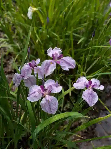 本土寺(千葉県)