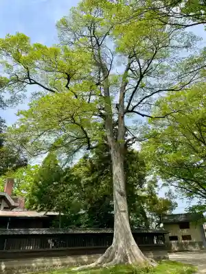 高城神社の{uncategorized: "未分類", other: "その他", undefined: "問題あり", building: "その他建物", grave: "お墓", sacred_gate: "鳥居", guardian: "狛犬", statue: "像", buddha: "仏像", history: "歴史", nature: "自然", garden: "庭園", animal: "動物", pagoda: "塔", temizu: "手水舎", mountain_gate: "山門・神門", sanctuary: "本殿・本堂", subordinate: "末社・摂社", art: "芸術", scenery: "景色", jizo: "地蔵", ema: "絵馬", goshuin: "御朱印", omikuji: "おみくじ", items: "授与品その他", amulet: "お守り", goshuincho: "御朱印帳", eats: "食事", festival: "お祭り", votive_dance: "神楽", shichigosan: "七五三参", wedding: "結婚式", experience: "体験その他", initially: "初詣", around: "周辺", anti_infection: "感染症対策"}
