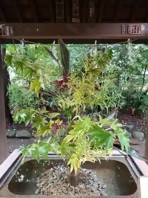 赤坂氷川神社の手水舎