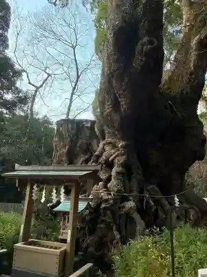 來宮神社の{uncategorized: "未分類", other: "その他", undefined: "問題あり", building: "その他建物", grave: "お墓", sacred_gate: "鳥居", guardian: "狛犬", statue: "像", buddha: "仏像", history: "歴史", nature: "自然", garden: "庭園", animal: "動物", pagoda: "塔", temizu: "手水舎", mountain_gate: "山門・神門", sanctuary: "本殿・本堂", subordinate: "末社・摂社", art: "芸術", scenery: "景色", jizo: "地蔵", ema: "絵馬", goshuin: "御朱印", omikuji: "おみくじ", items: "授与品その他", amulet: "お守り", goshuincho: "御朱印帳", eats: "食事", festival: "お祭り", votive_dance: "神楽", shichigosan: "七五三参", wedding: "結婚式", experience: "体験その他", initially: "初詣", around: "周辺", anti_infection: "感染症対策"}