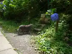 鷲子山上神社の動物