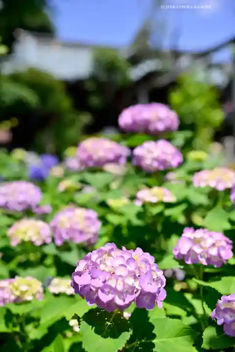 白山神社(東京都)