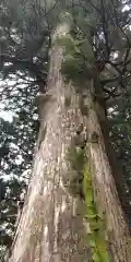 山住神社の自然