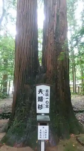 若狭彦神社（上社）の自然