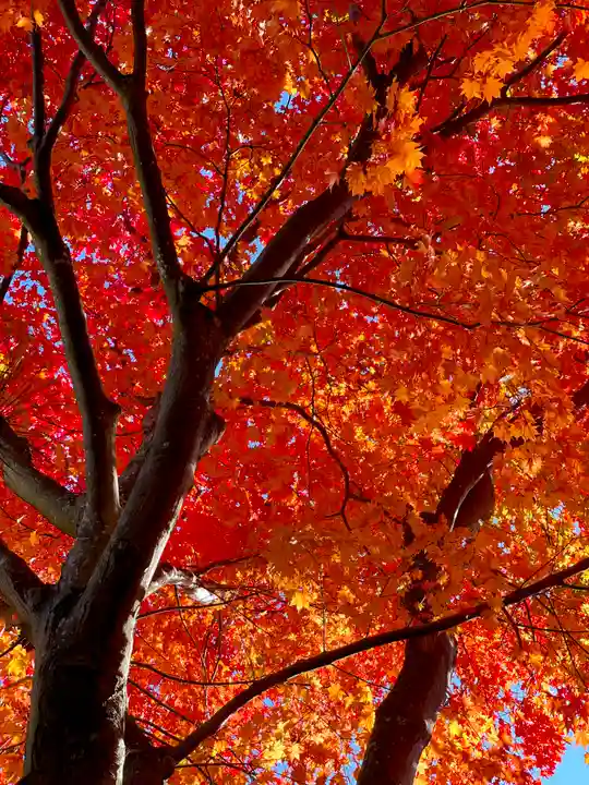 伊達神社の自然