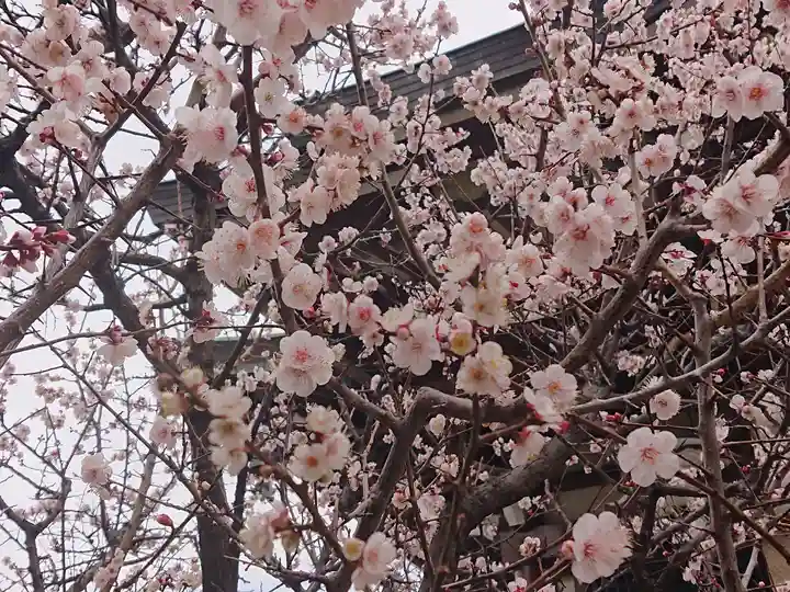 諏訪神社(東京都)