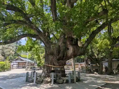 大麻比古神社の{uncategorized: "未分類", other: "その他", undefined: "問題あり", building: "その他建物", grave: "お墓", sacred_gate: "鳥居", guardian: "狛犬", statue: "像", buddha: "仏像", history: "歴史", nature: "自然", garden: "庭園", animal: "動物", pagoda: "塔", temizu: "手水舎", mountain_gate: "山門・神門", sanctuary: "本殿・本堂", subordinate: "末社・摂社", art: "芸術", scenery: "景色", jizo: "地蔵", ema: "絵馬", goshuin: "御朱印", omikuji: "おみくじ", items: "授与品その他", amulet: "お守り", goshuincho: "御朱印帳", eats: "食事", festival: "お祭り", votive_dance: "神楽", shichigosan: "七五三参", wedding: "結婚式", experience: "体験その他", initially: "初詣", around: "周辺", anti_infection: "感染症対策"}